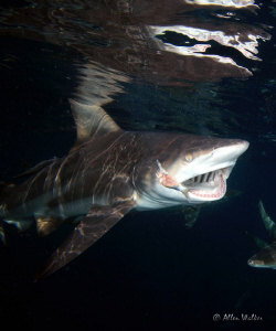 It's Sardine time again!!! by Allen Walker 